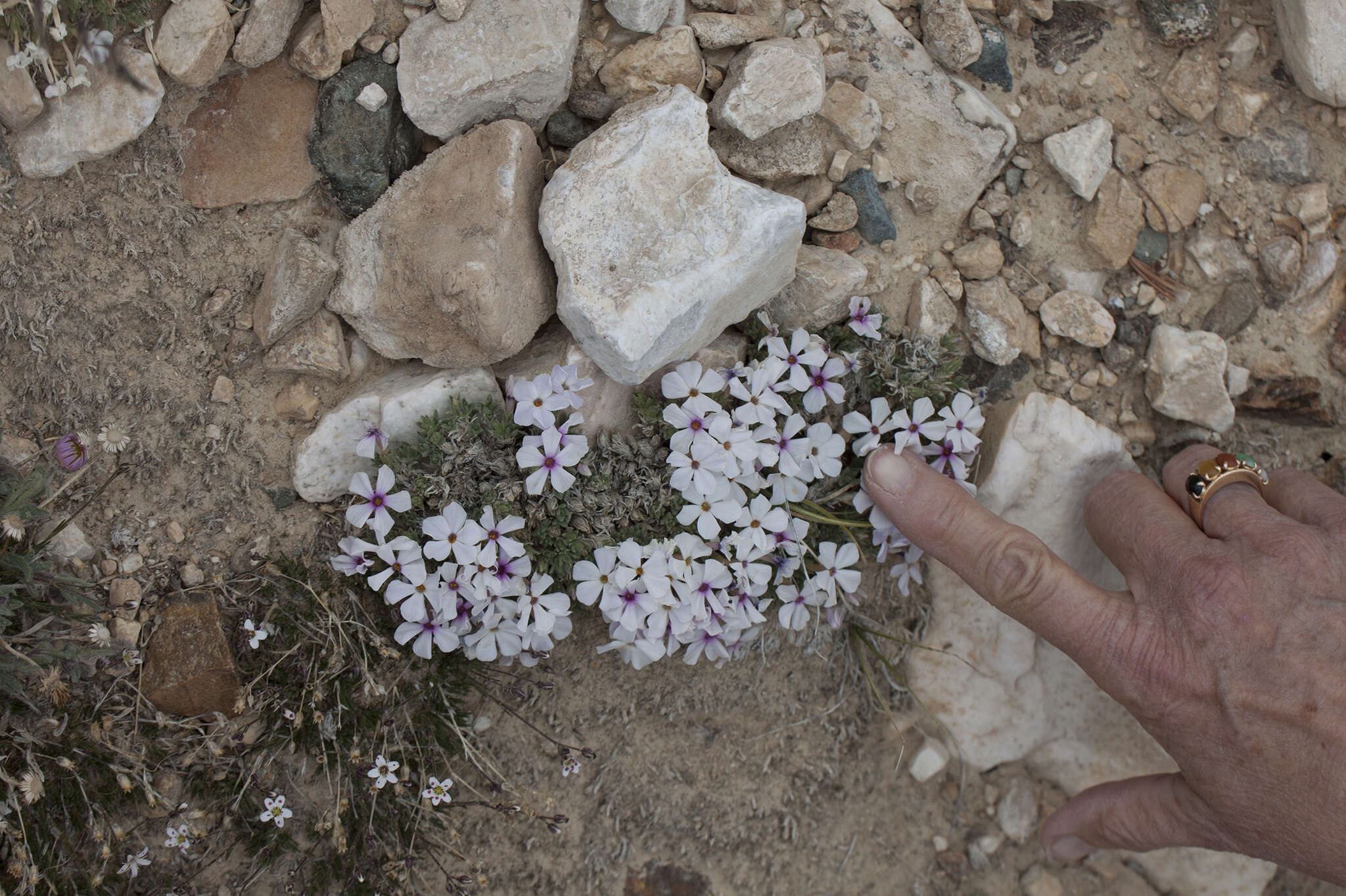 Image of dwarf phlox