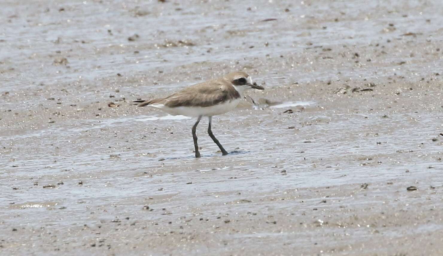 Image of Lesser Sand Plover