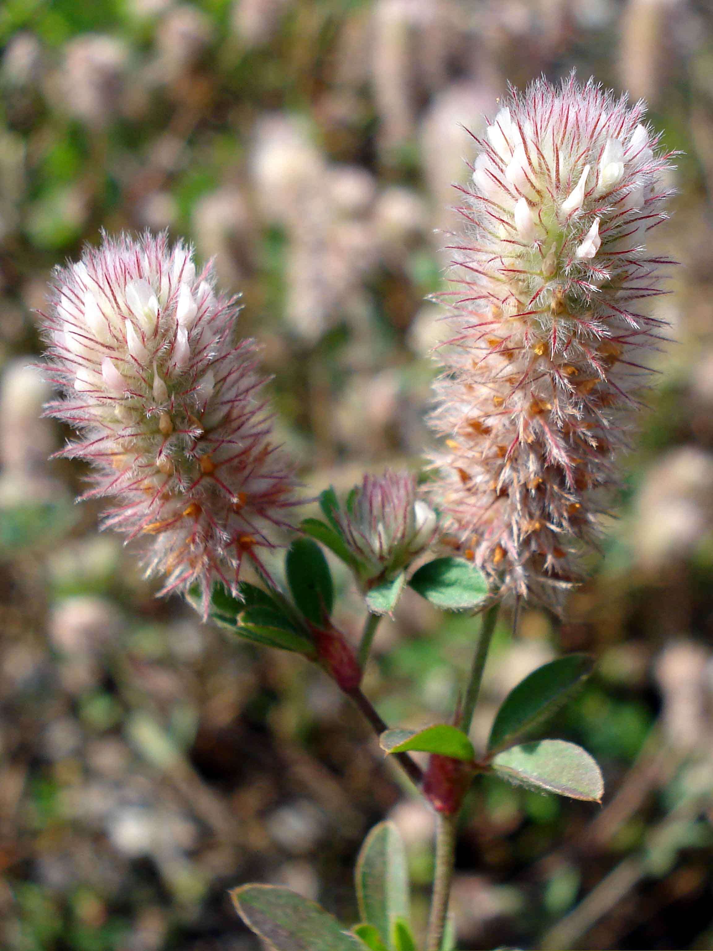 Imagem de Trifolium arvense L.