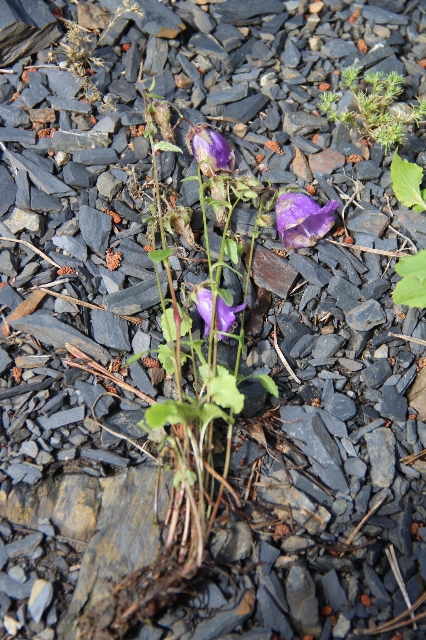 Image of Campanula kolenatiana C. A. Mey. ex Rupr.