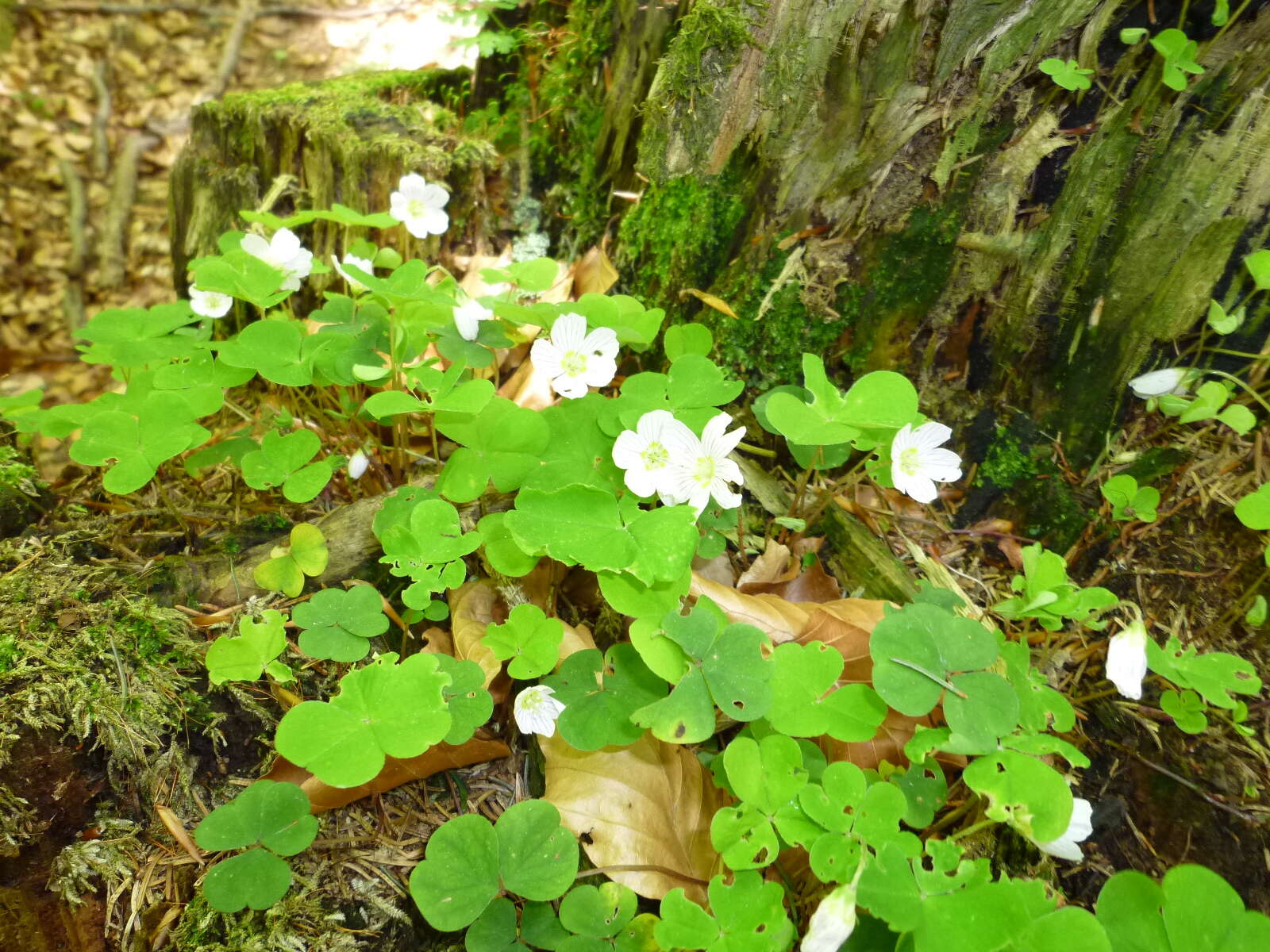 Imagem de Oxalis acetosella L.