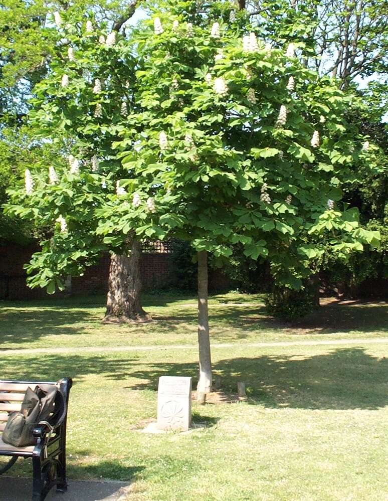 Image of European horse chestnut