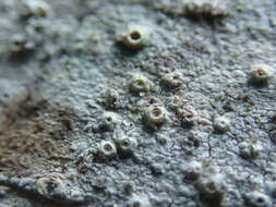 Image of barnacle lichen