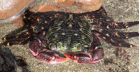 Image of striped shore crab