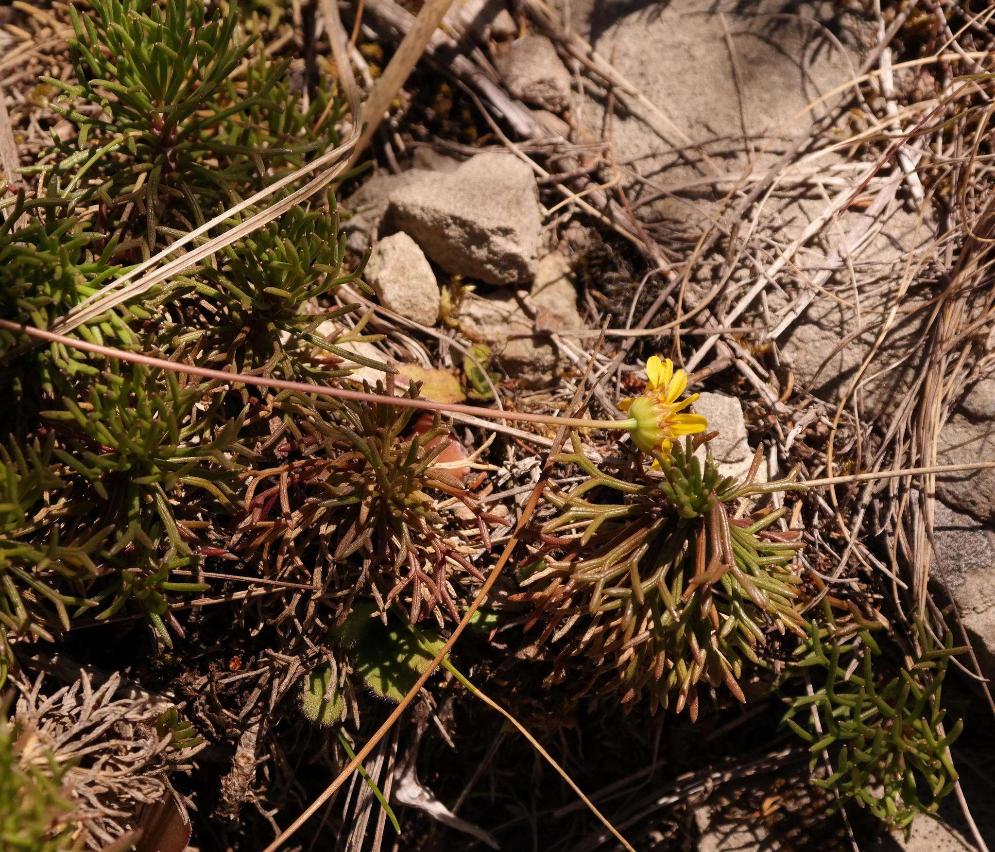 Image of Euryops dyeri Hutch.