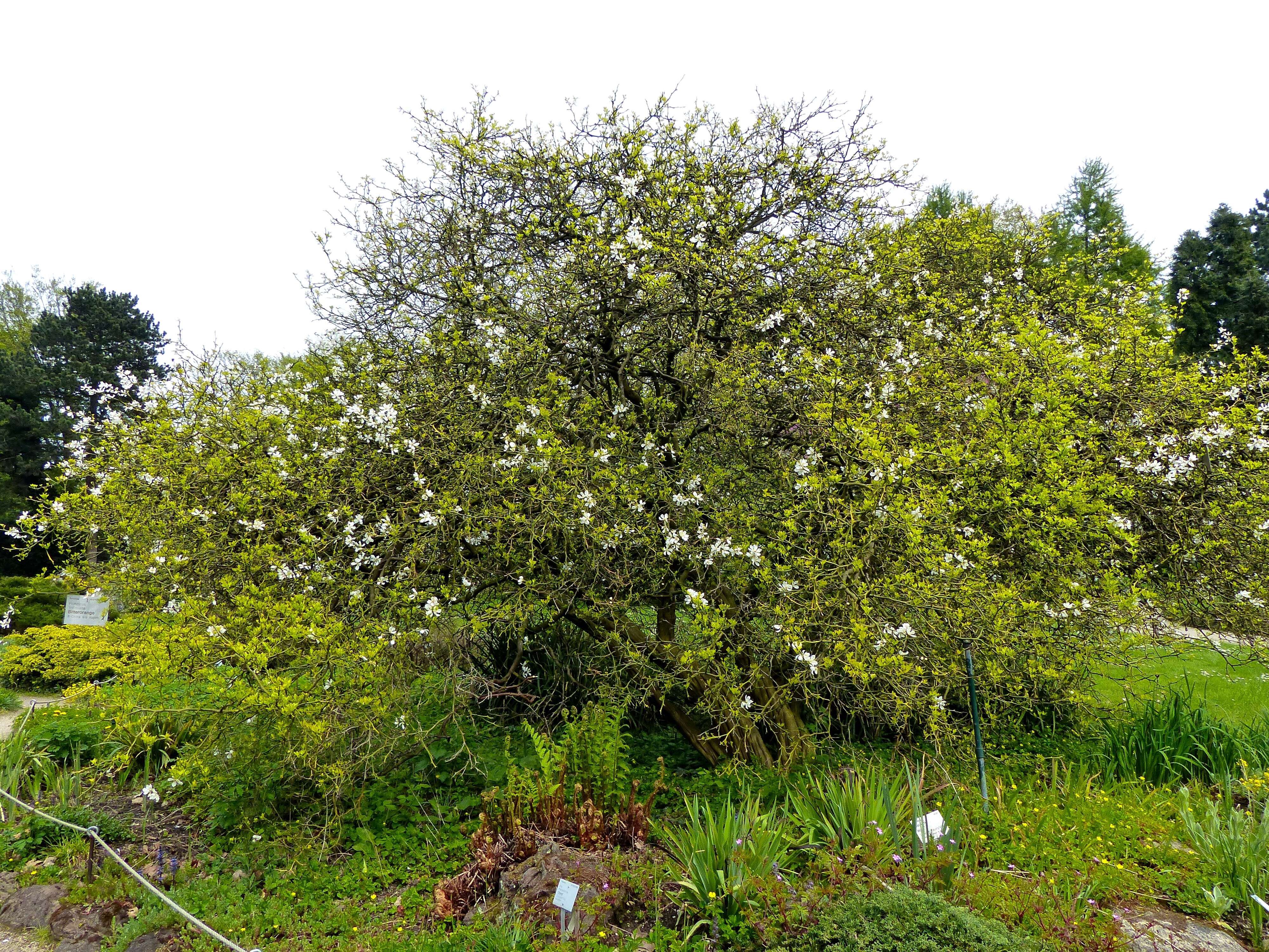 Image of hardy orange