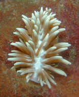 Image of coral nudibranch