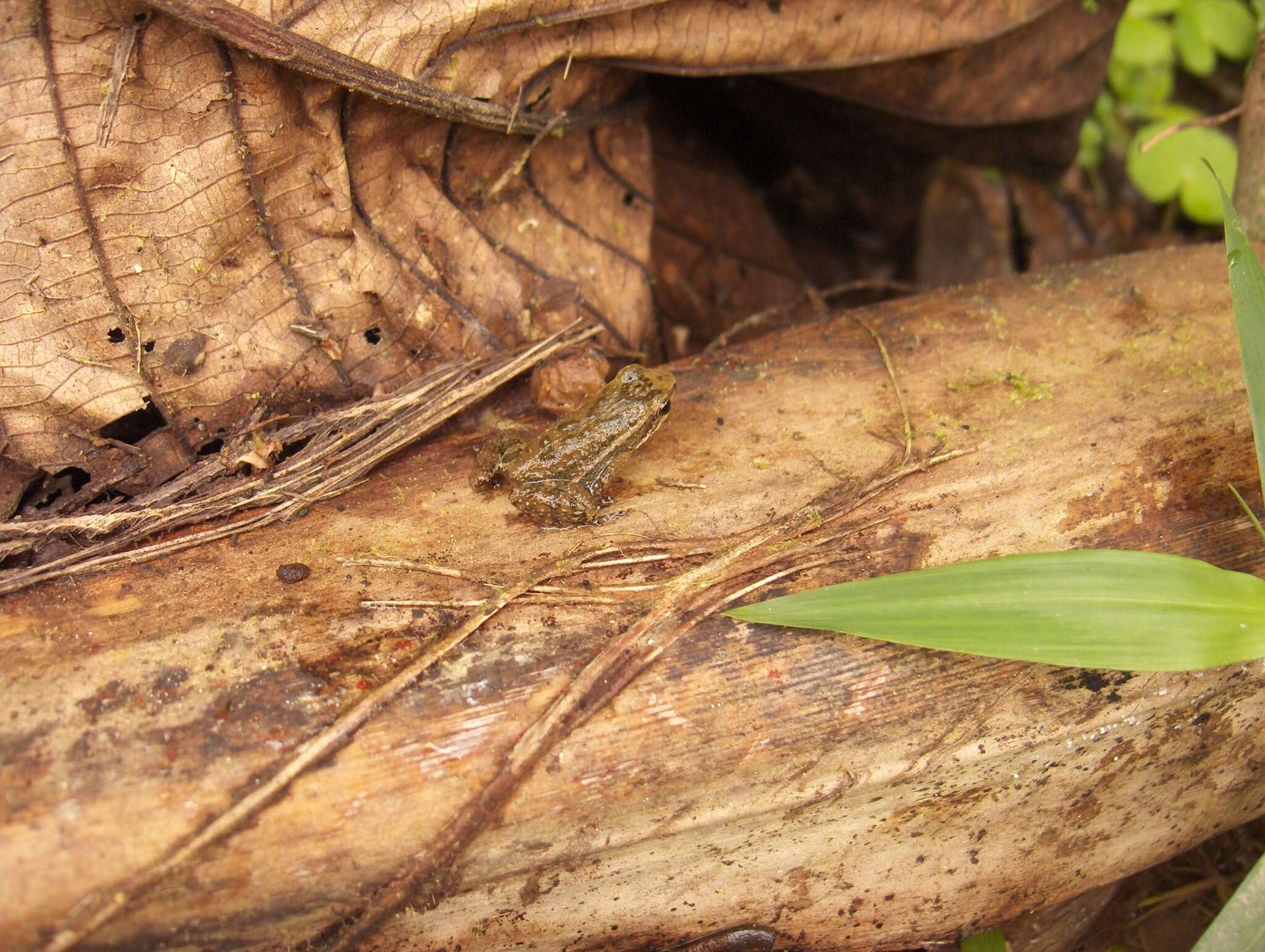 Слика од Hyloxalus infraguttatus (Boulenger 1898)