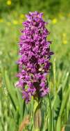 Image of Western Marsh-orchid