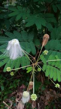 Plancia ëd Zapoteca portoricensis (Jacq.) H. M. Hern.