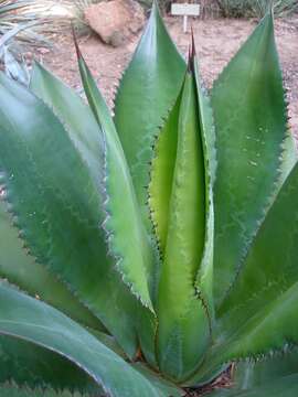 Image of Agave bovicornuta Gentry