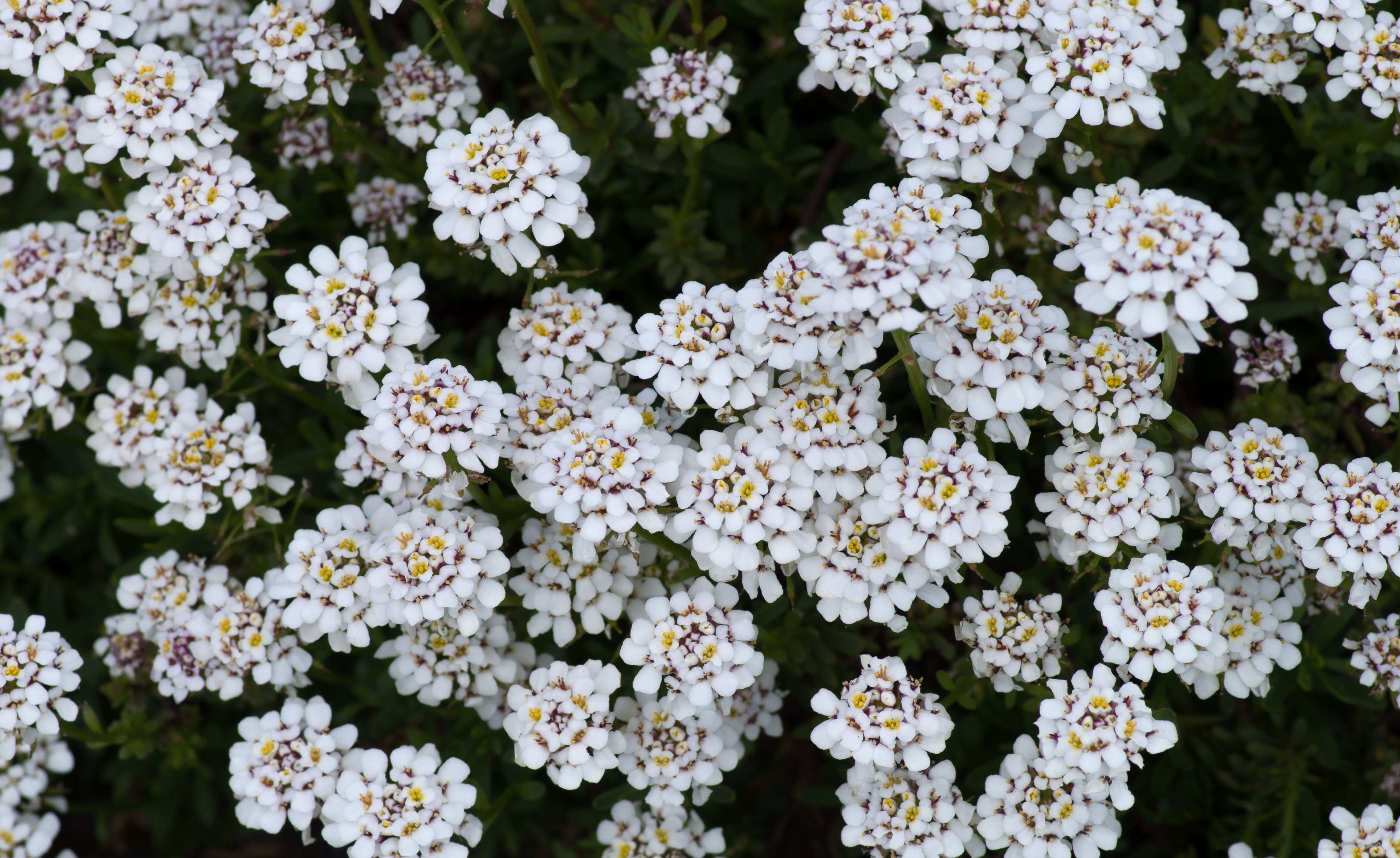 Imagem de Iberis sempervirens L.