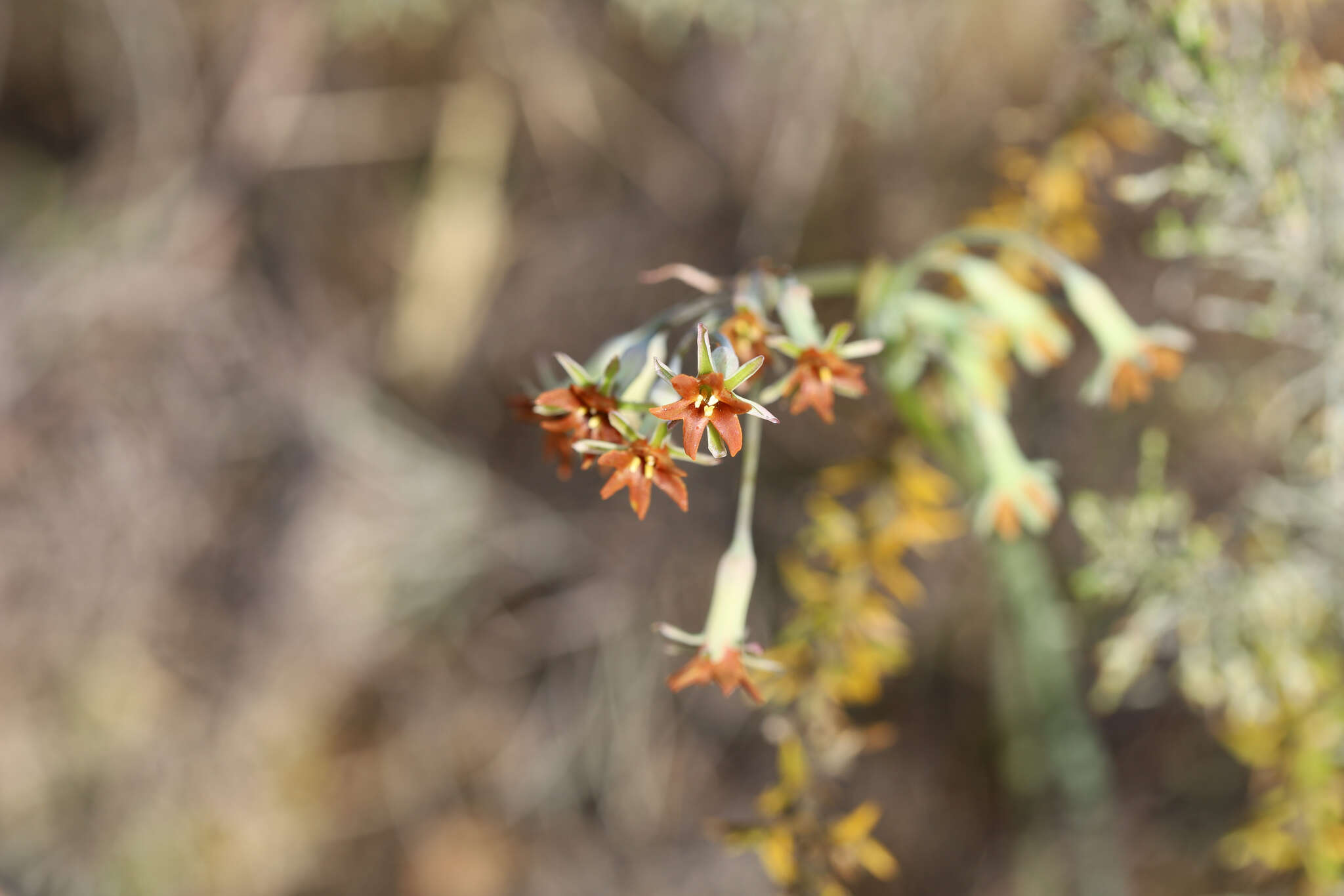 Tulbaghia capensis L. resmi