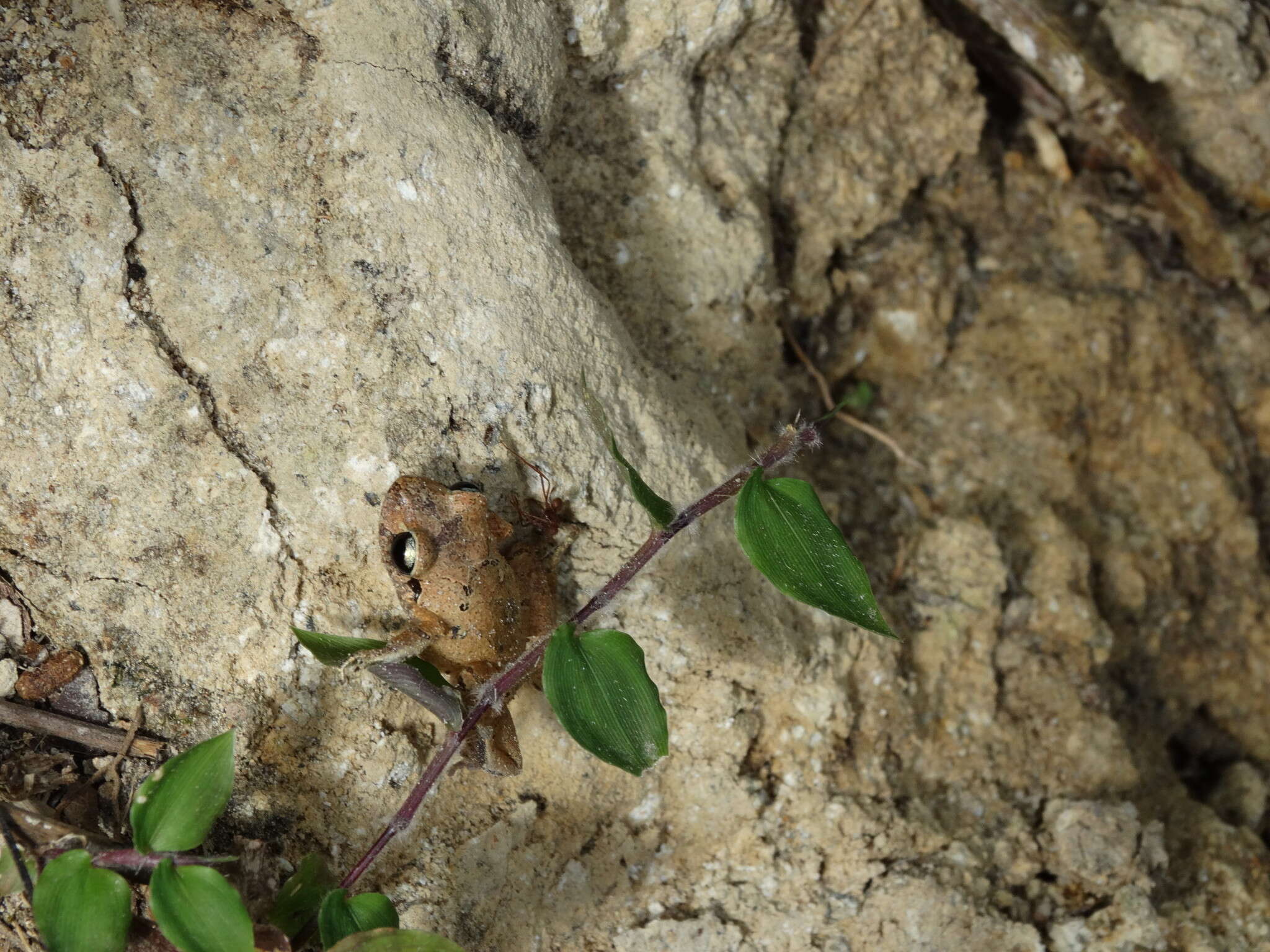 Image of Banded Robber Frog