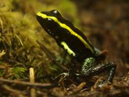 Image of Kokoe Poison Frog