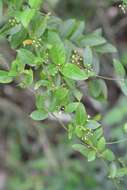 Image of Metastelma californicum subsp. lanceolatum (Schltr.) Liede & Meve