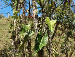 Sivun Philodendron longirrhizum M. M. Mora & Croat kuva