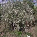 Image of Aloysia pulchra (Briq.) Moldenke