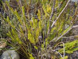 Image of Erica denticulata var. denticulata