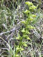 Image of Platanthera pachyglossa Hayata