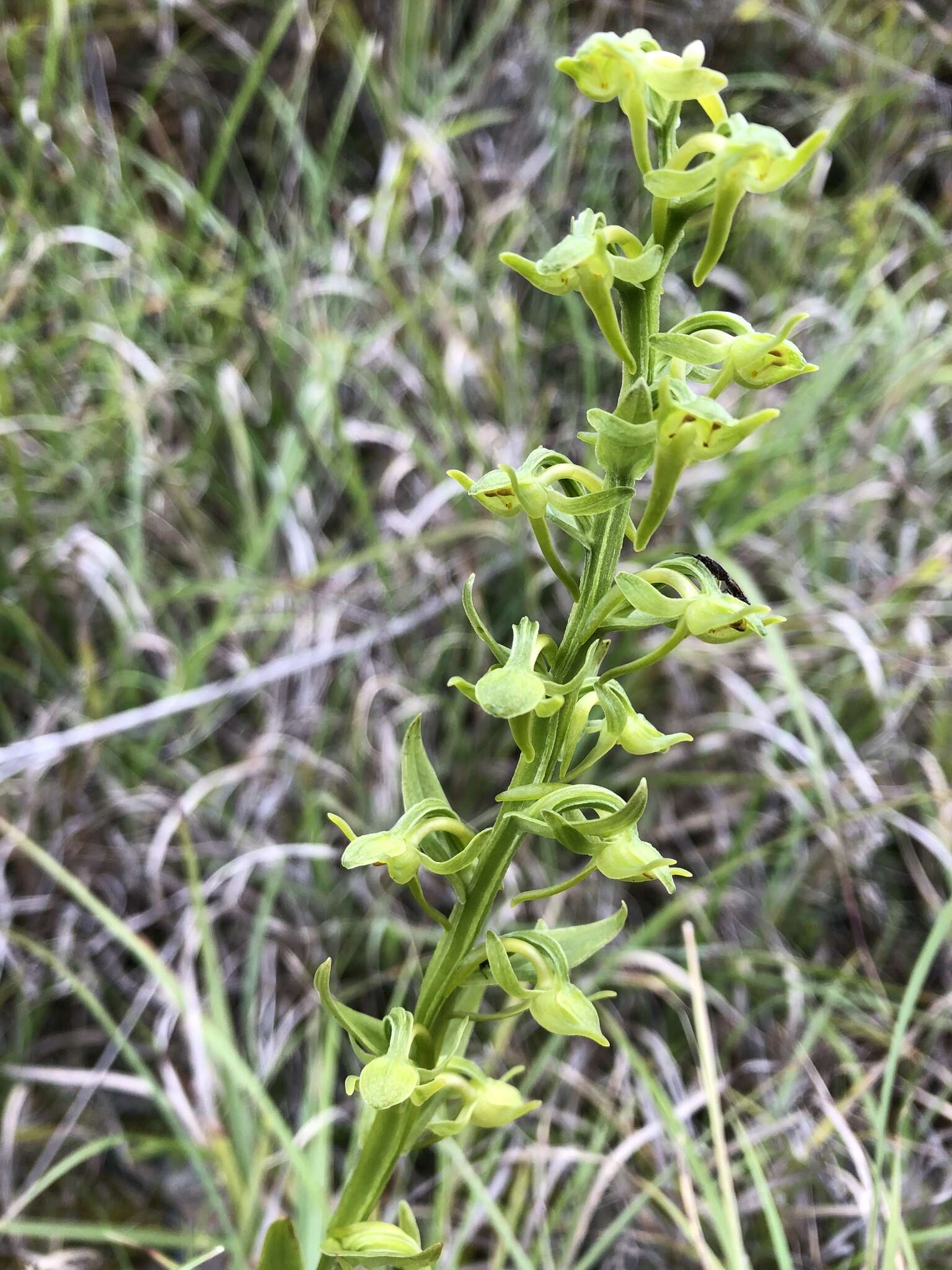 Image of Platanthera pachyglossa Hayata