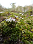 Image of Gentianella magellanica (Gaudich.) Fabris