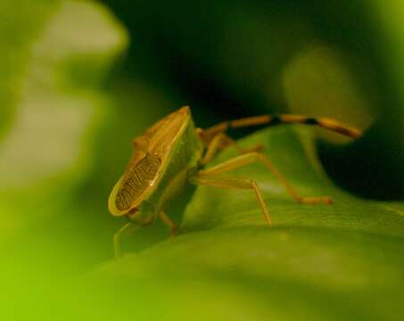 Image of Homoeocerus (Anacanthocoris) bipustulatus Stål 1871