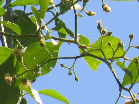 Image of Distephanus anisochaetoides (Sond.) H. Rob. & B. Kahn