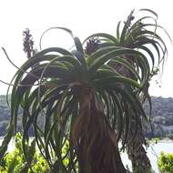 Image of Aloe pluridens Haw.