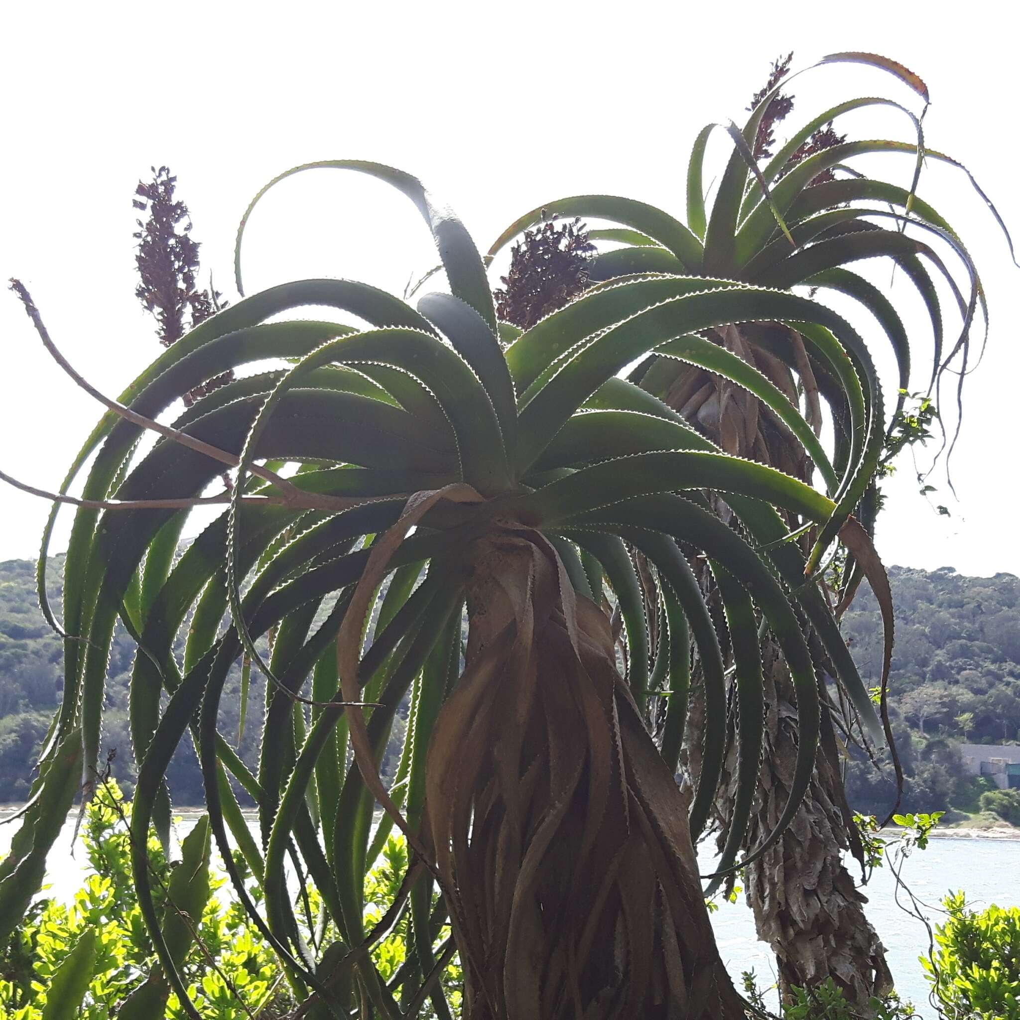 Image of Aloe pluridens Haw.