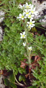 Imagem de Saxifraga aquatica Lapeyr.