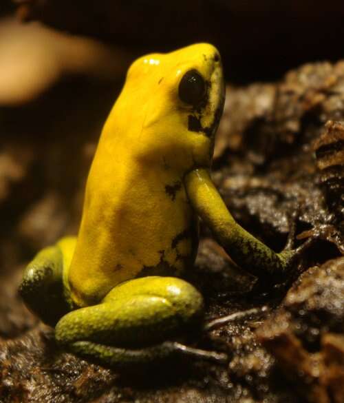 Image of Black-legged Poison Frog