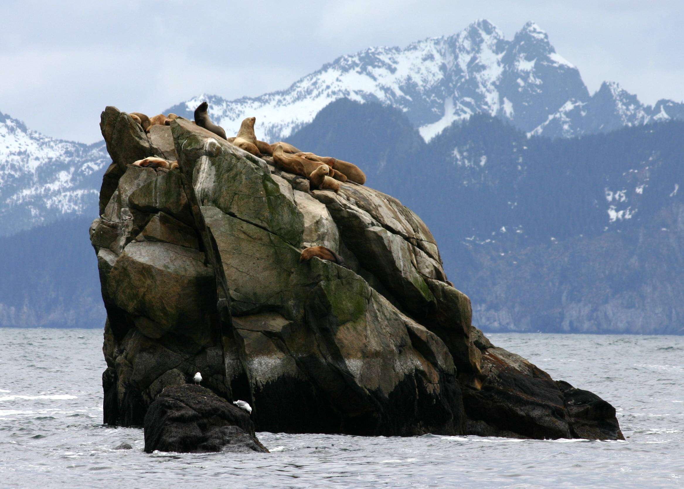 Image of northerns sea lions