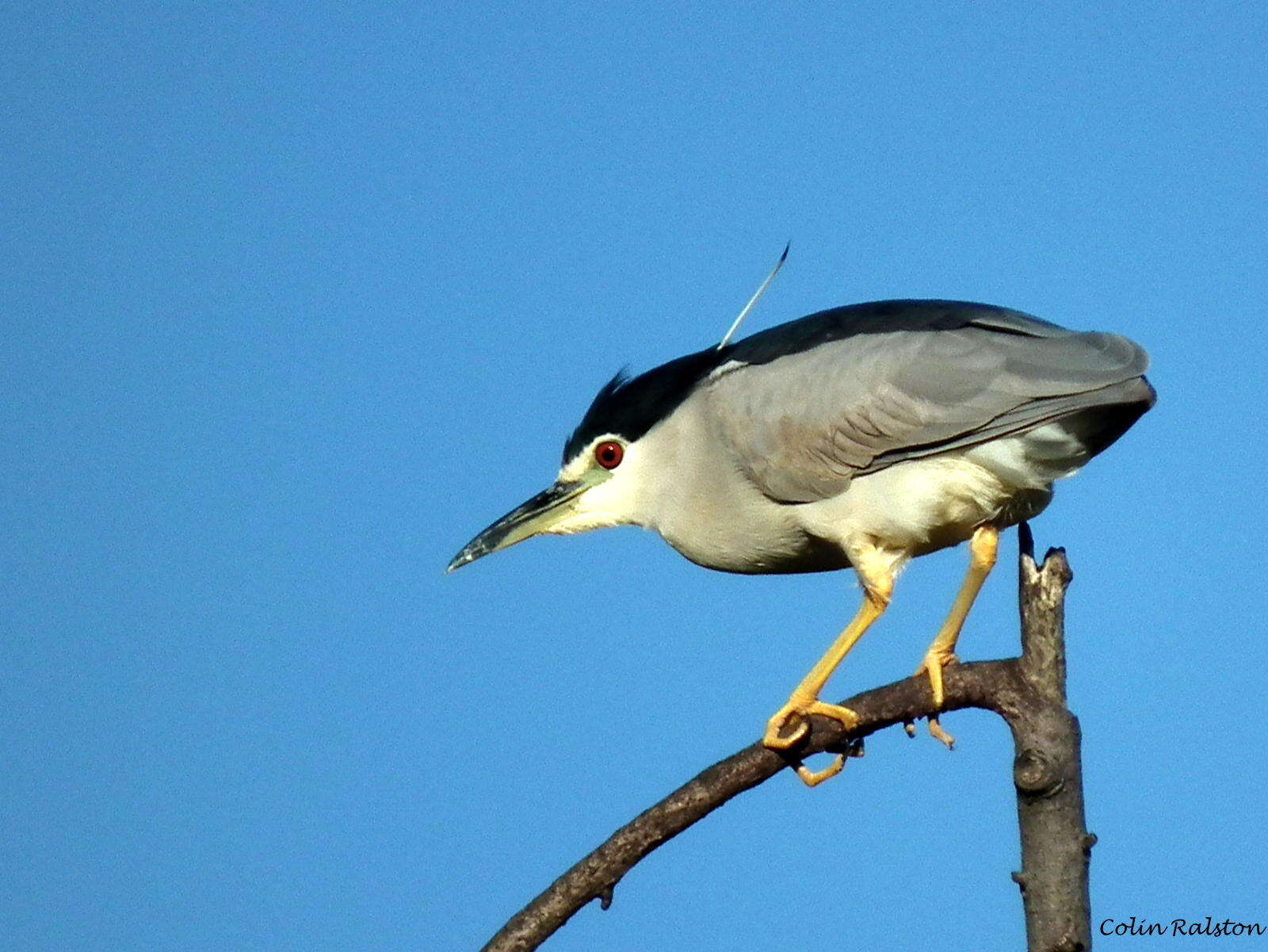 Image of Nycticorax nycticorax nycticorax (Linnaeus 1758)