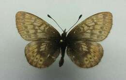 Image of Dingy Fritillary