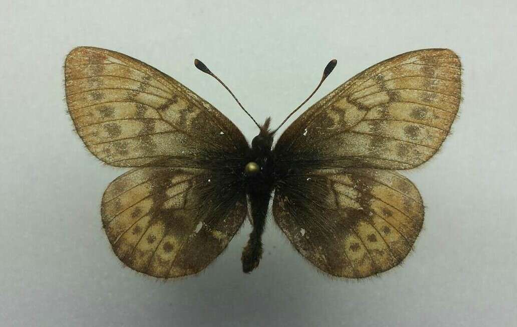 Image of Dingy Fritillary