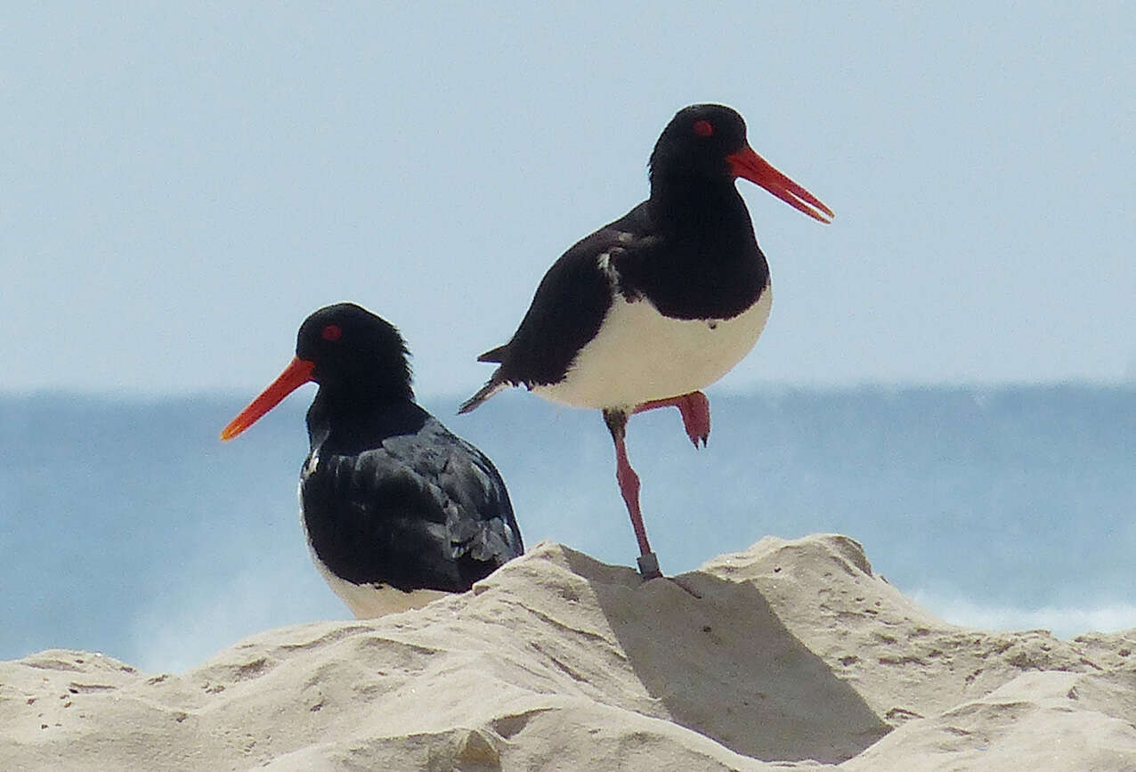 Image of Australian Pied Oystercatcher