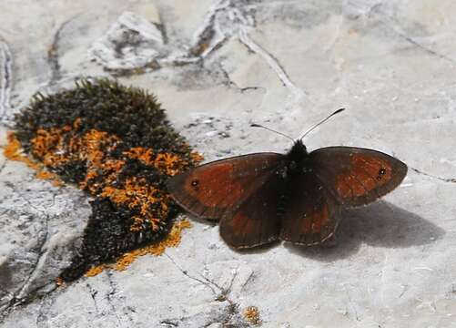 Image of Silky Ringlet