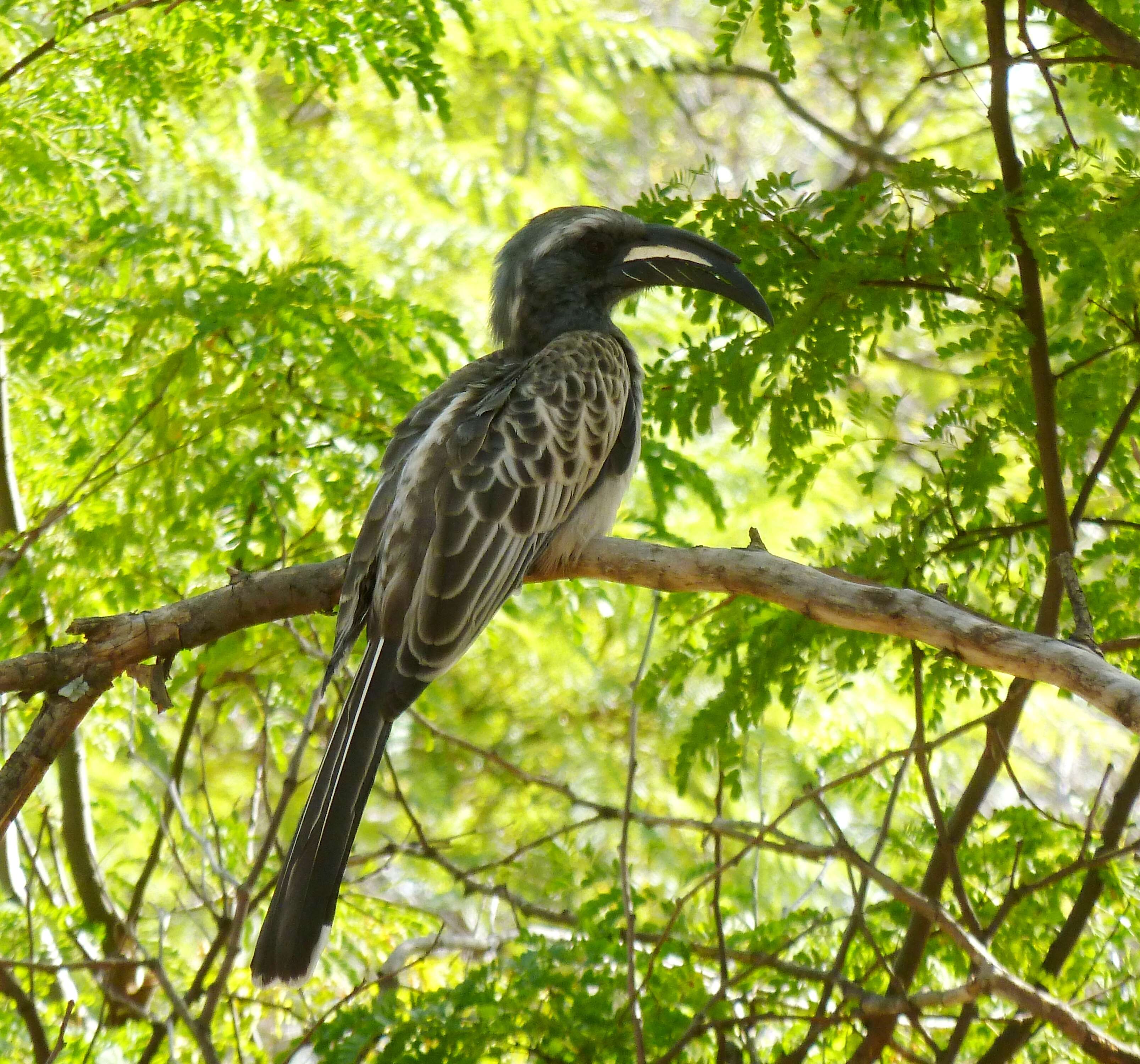 Image of African Grey Hornbill