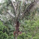 Sivun Oenocarpus bataua Mart. kuva