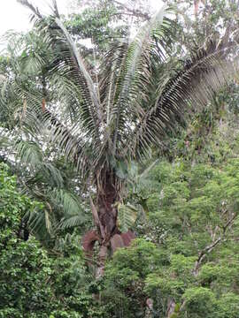Imagem de Oenocarpus bataua Mart.