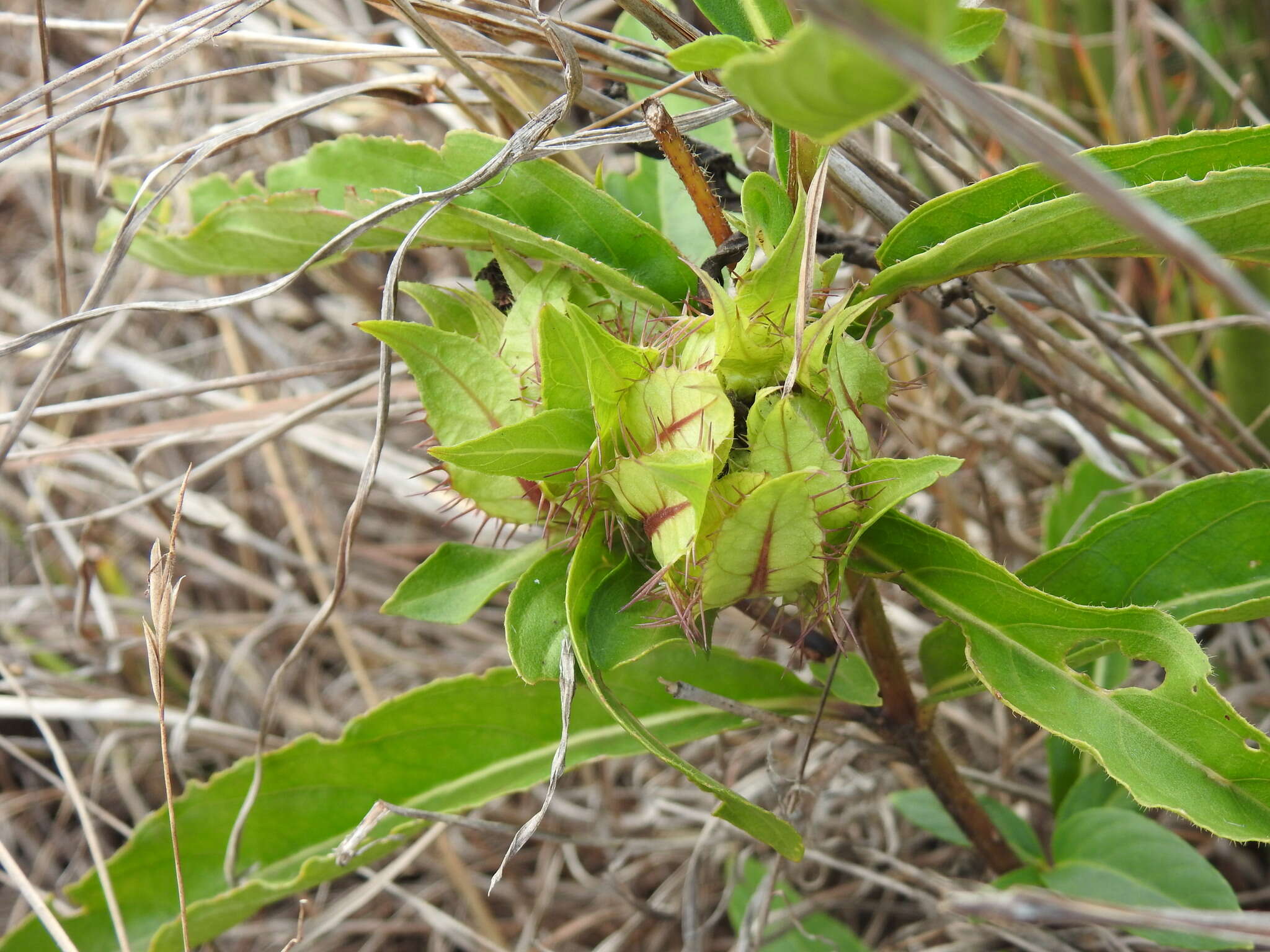 صورة Crabbea angustifolia Nees