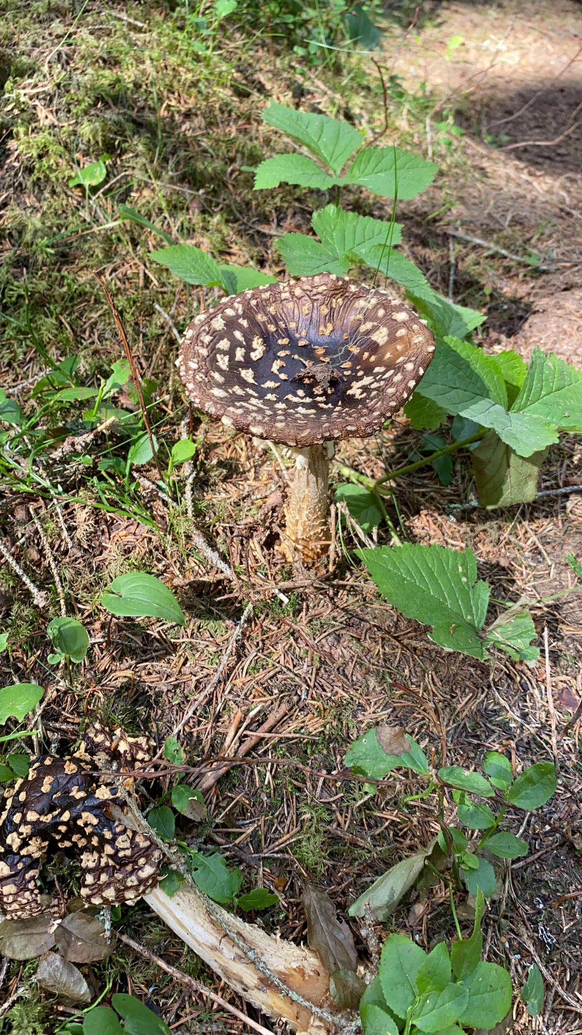 Image of Royal Fly Agaric