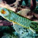 Image of Twig catfish