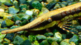 Image of Twig catfish