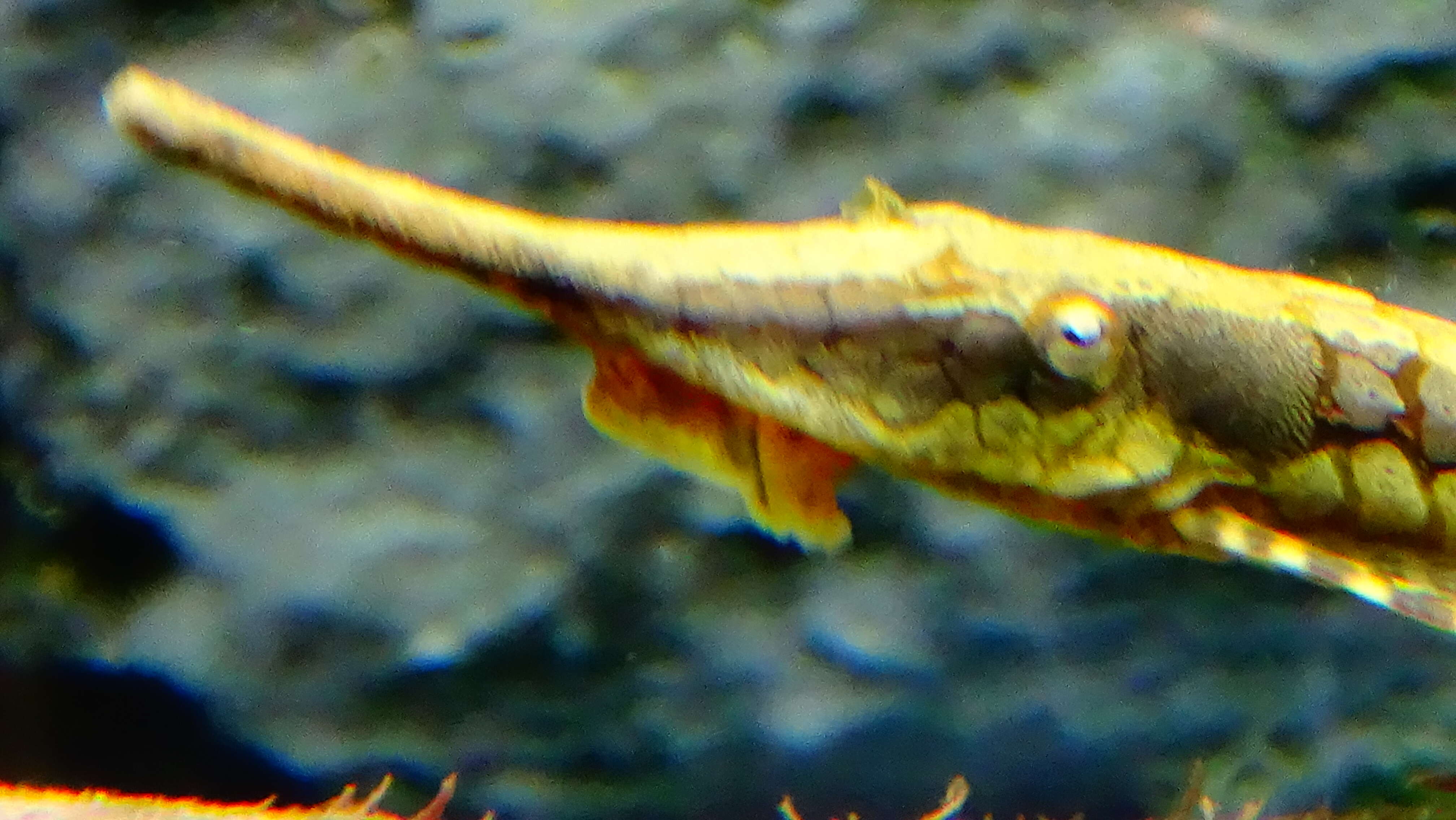 Image of Twig catfish