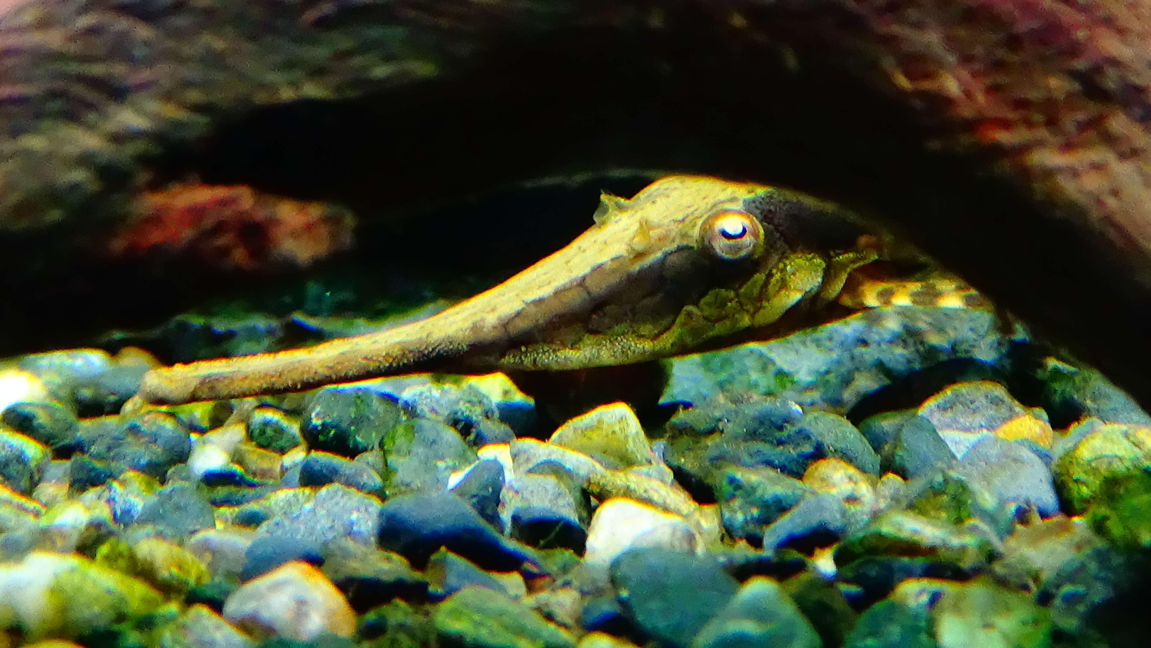 Image of Twig catfish