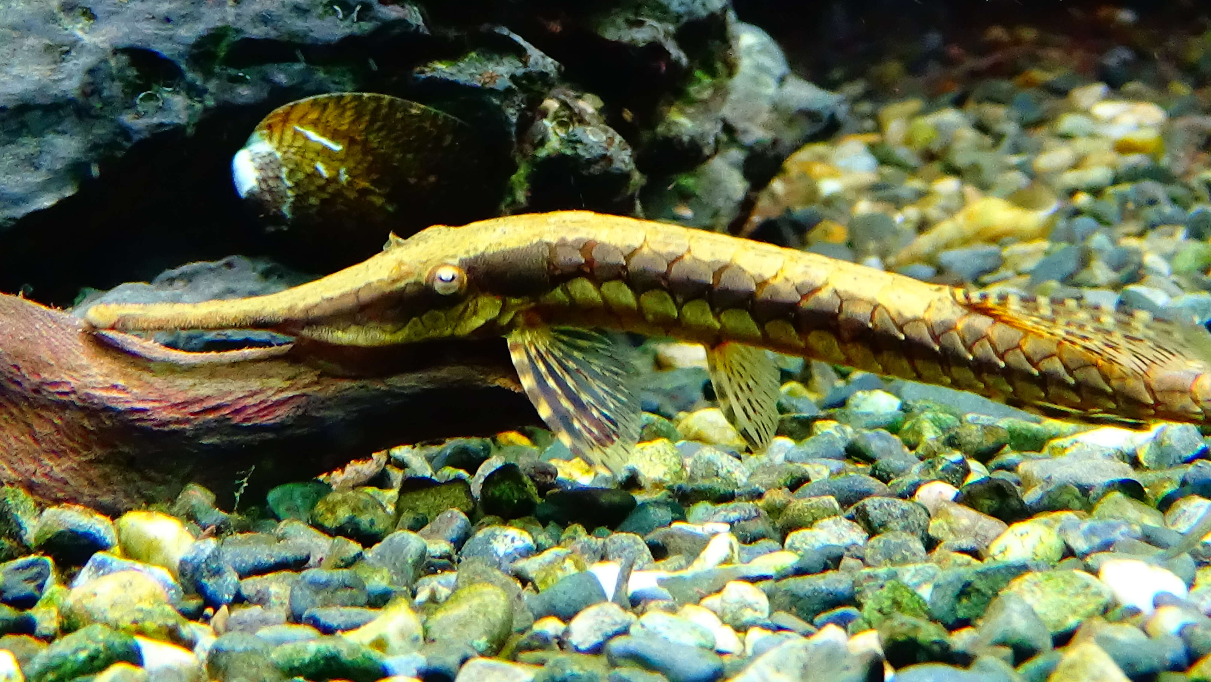 Image of Twig catfish