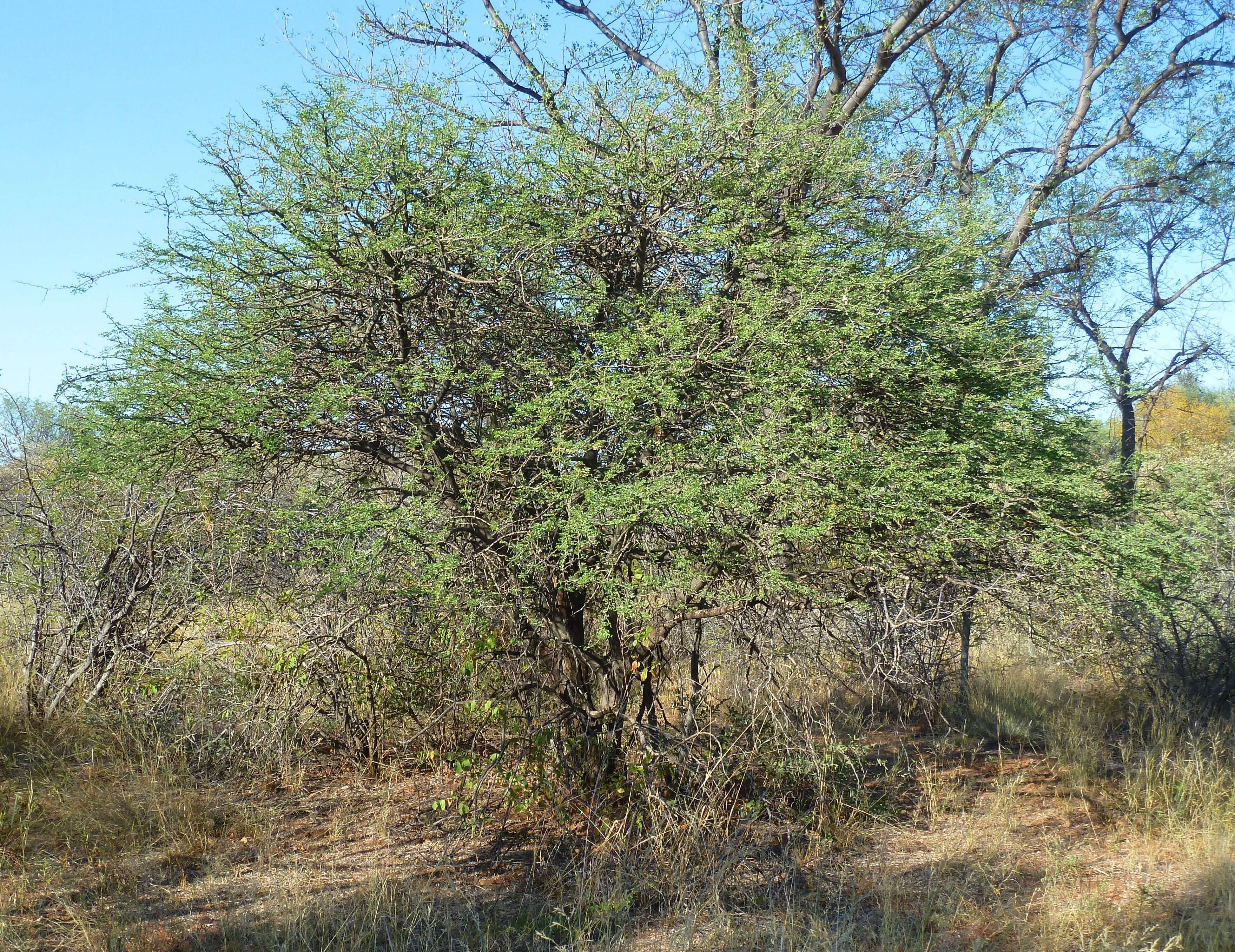 Sivun Senegalia mellifera (Vahl) Seigler & Ebinger kuva