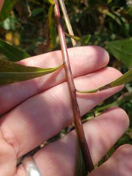 Image of Solidago altissima subsp. altissima